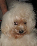 Cracotte
